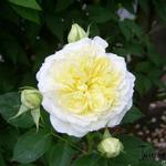 Rosa 'The Pilgrim' - Roos