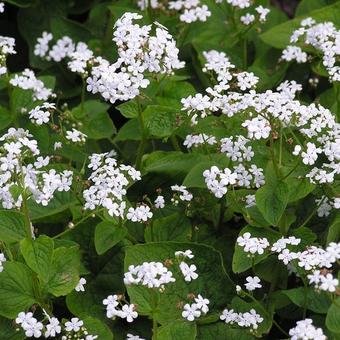 Brunnera macrophylla 'Betty Bowring'