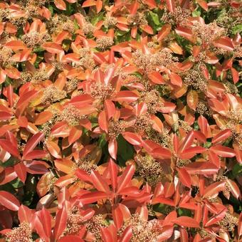 Photinia x fraseri 'Red Robin'