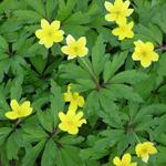 Anemone ranunculoides - Bosanemoon