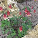 Aquilegia canadensis - Canadese akelei