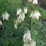 Dicentra 'Ivory Hearts' - Gebroken hartje