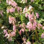 Dicentra eximia 'Stuart Boothman' - Gebroken hartje, tranend hartje