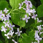 Lunaria rediviva - Wilde judaspenning - Lunaria rediviva