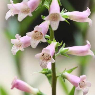 Vingerhoedskruid - Digitalis 'Glory of Roundway'