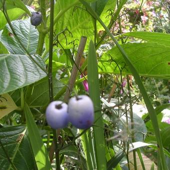 Dianella tasmanica