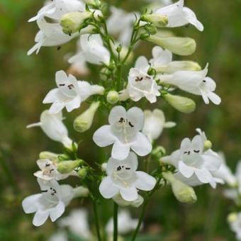 Penstemon digitalis