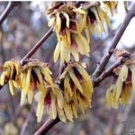 Winterzoet, meloenboompje - Chimonanthus praecox