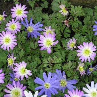 Anemone blanda