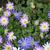 Anemone blanda