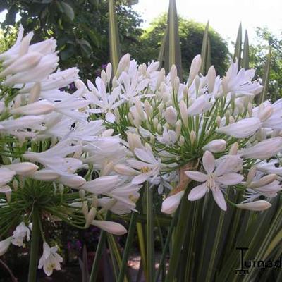 Afrikaanse lelie - Agapanthus africanus 'Albus'