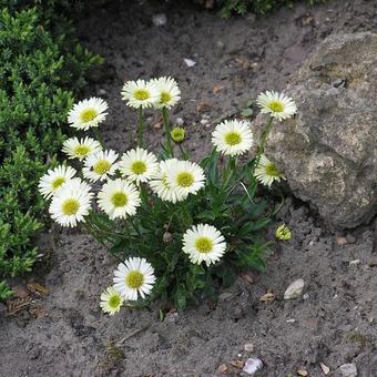 Erigeron flettii