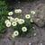 Erigeron flettii