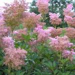 Filipendula rubra 'Venusta Magnifica' - Moerasspirea