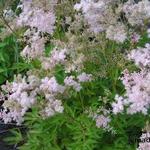 Filipendula purpurea 'Nephele' - Moerasspirea