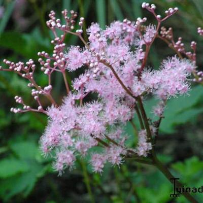 Moerasspirea - Filipendula palmata 'Nana'