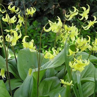 Erythronium