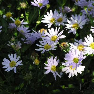 Fijnstraal - Erigeron  'Sommerneuschnee'