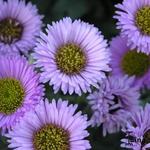 Erigeron 'Four Winds' - Fijnstraal