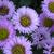 Erigeron 'Four Winds'