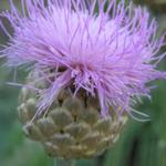 Centaurea 'Pulchra Major' - Korenbloem