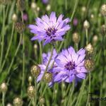 Catananche caerulea 'Major' - Blauwe Strobloem