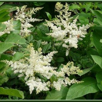 Aruncus dioicus