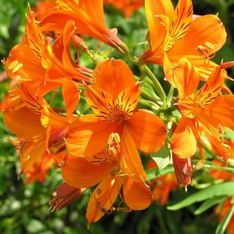 Alstroemeria aurea 'Orange King'