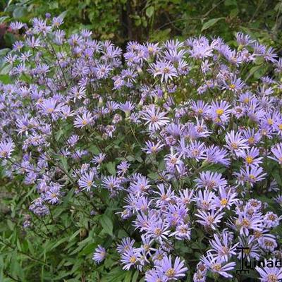 Aster - Aster radula