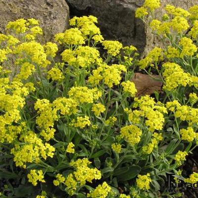 Schildzaad - Aurinia saxatilis 'Goldkugel'