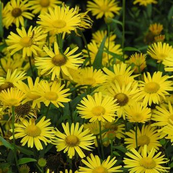 Buphthalmum salicifolium