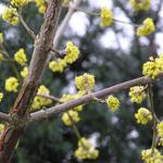 Cornus mas - Gele kornoelje