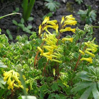 Corydalis lutea