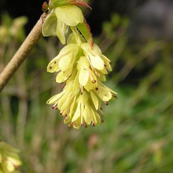 Corylopsis pauciflora