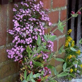 Saponaria ocymoides