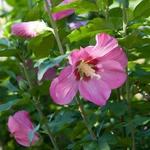 Hibiscus syriacus 'Woodbridge' - Althaeastruik