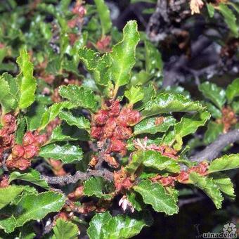 Nothofagus antarctica