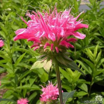 Bergamotplant - Monarda 'Marshall's Delight'