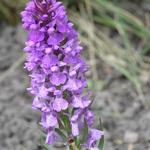 Dactylorhiza praetermissa - Rietorchis