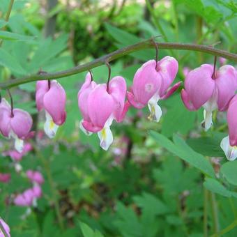 Lamprocapnos spectabilis