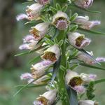 Digitalis ferruginea 'Gigantea' - Vingerhoedskruid