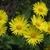 Doronicum orientale