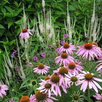 Echinacea purpurea