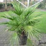 Chamaerops humilis - Europese dwergpalm