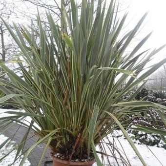 Phormium tenax