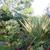 Phormium tenax