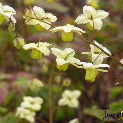 Elfenbloem - Epimedium x versicolor  'Sulphureum'