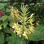 Hedychium gardnerianum - Siergember