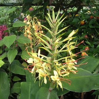 Hedychium gardnerianum