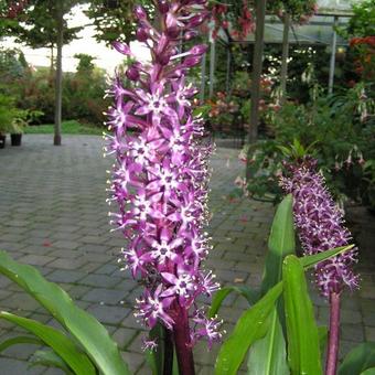 Eucomis humilis 'Twinkle Stars'